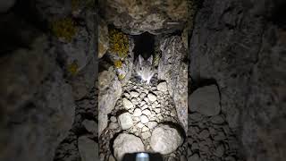 Camera On A Pika Reveals Hidden Underground Colony