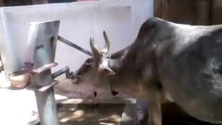 Mind Blowing Must Watch 1