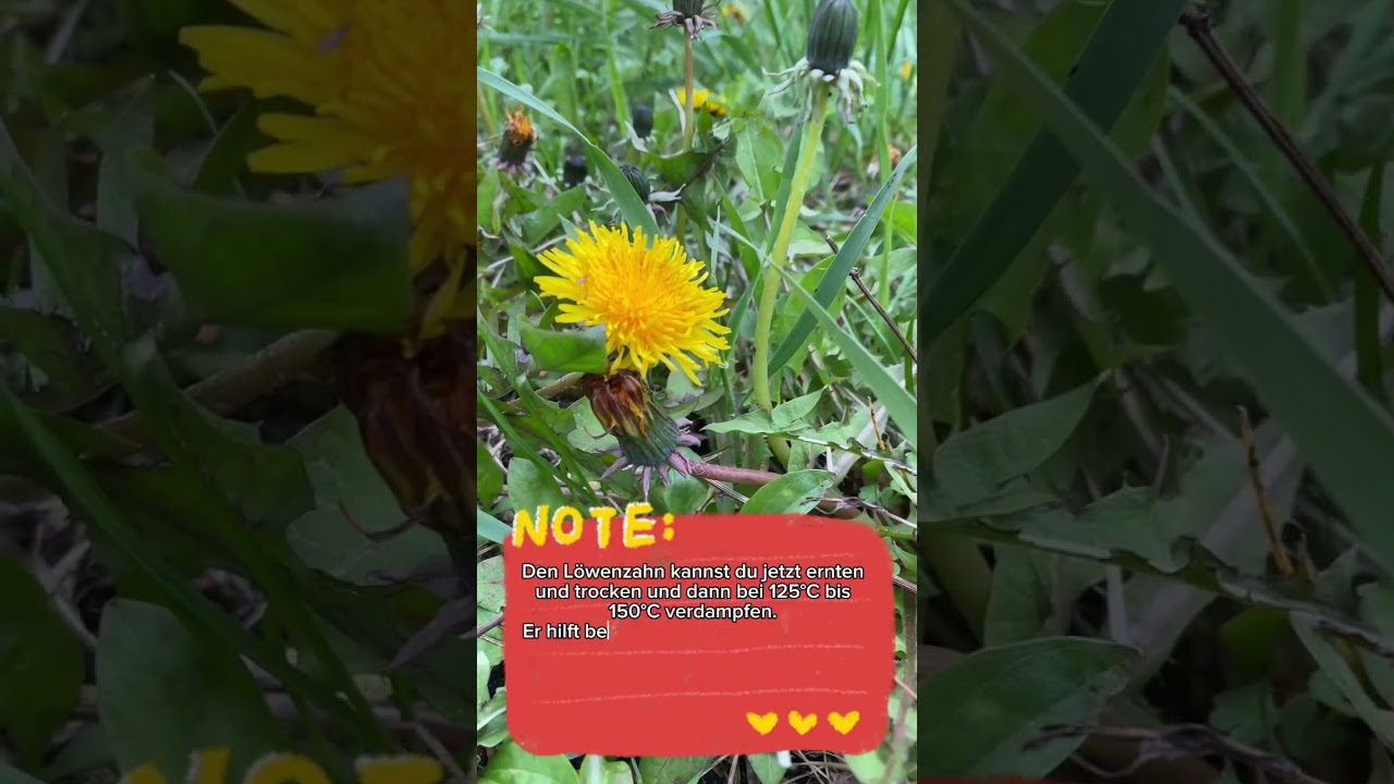 #löwenzahn
