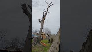 Tree climbing cutting branches rigging failure #gonewrong #fail #treeclimbing #treework #treecutting