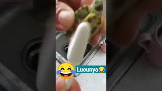 Kura kura ketawa😅🤣🤣 #short  #videolucu #trending