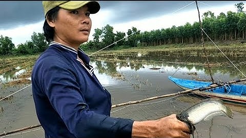 Đẩy côn bắt cá lóc mùa nước nổi