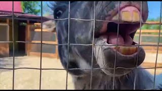 Асмр В Зоопарке И Ликинг От Коня Asmr In The Zoo