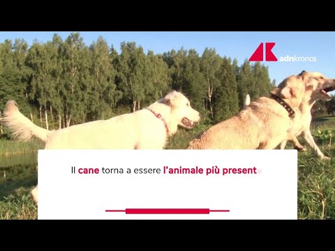 Video Un italiano su tre vive con un animale da compagnia