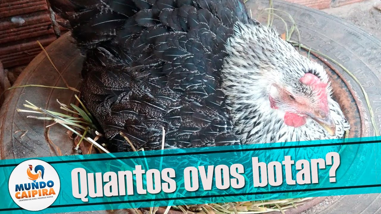 Quanto Tempo Demora Para Chocar Um Ovo De Galinha ENSINO Quanto Tempo Demora Para Chocar Um Ovo De Galinha ENSINO