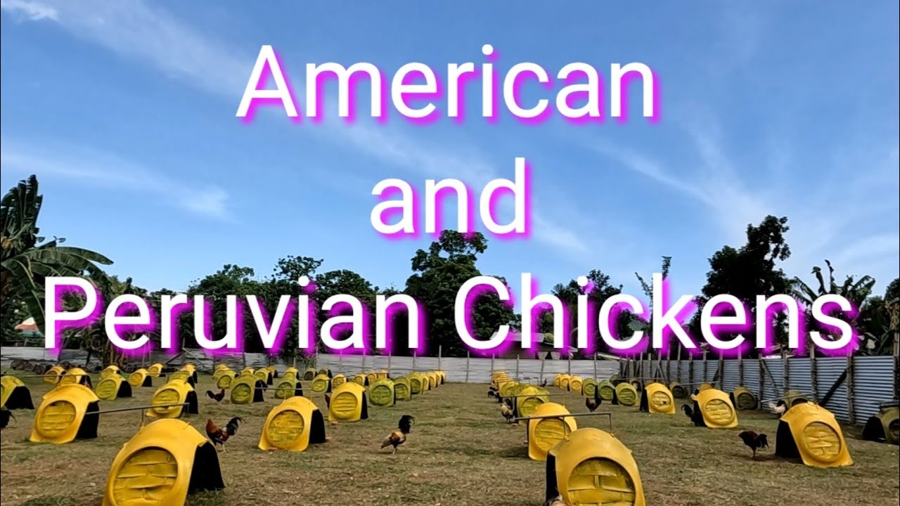 EP464: American and Peruvian Chickens