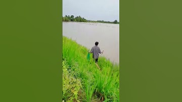 kéo côn mùa nước nổi  miền tây sông nước |