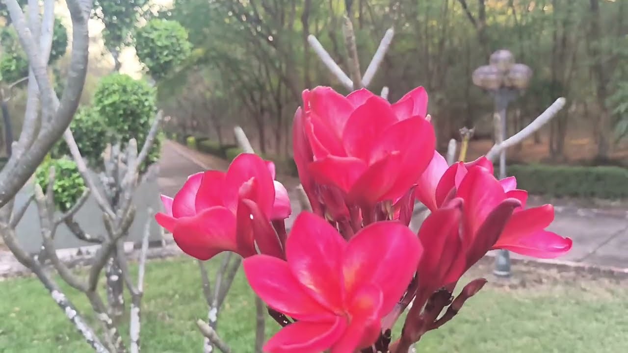 The beauty of the national flower of Laos