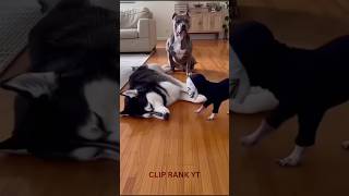 funny dog#anime #amazing #comedyfilms #cat #funny #dog #drawing