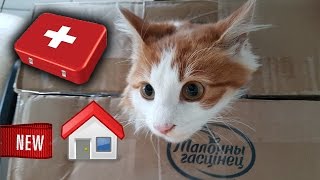Rescue KITTEN and find a new home for him
