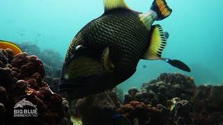 Titan Triggerfish. Big Blue Diving, Koh Tao, Thailand.