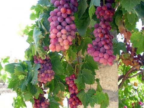 382. Виноград из косточек. Новый эксперимент. Результат.