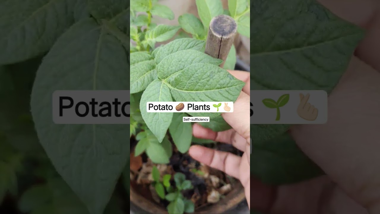 Potato 🥔 Plants 🌱🫰🏻 On my terrace garden 🏡