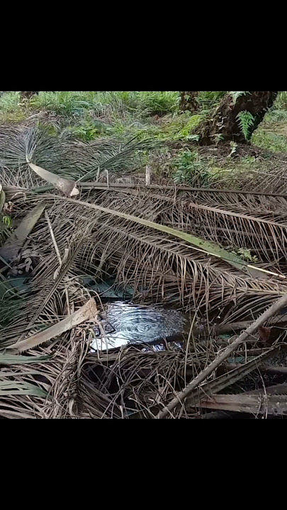 mancing lembat di rawa kebun sawit #mancing #lele #lembat #lembatmonster