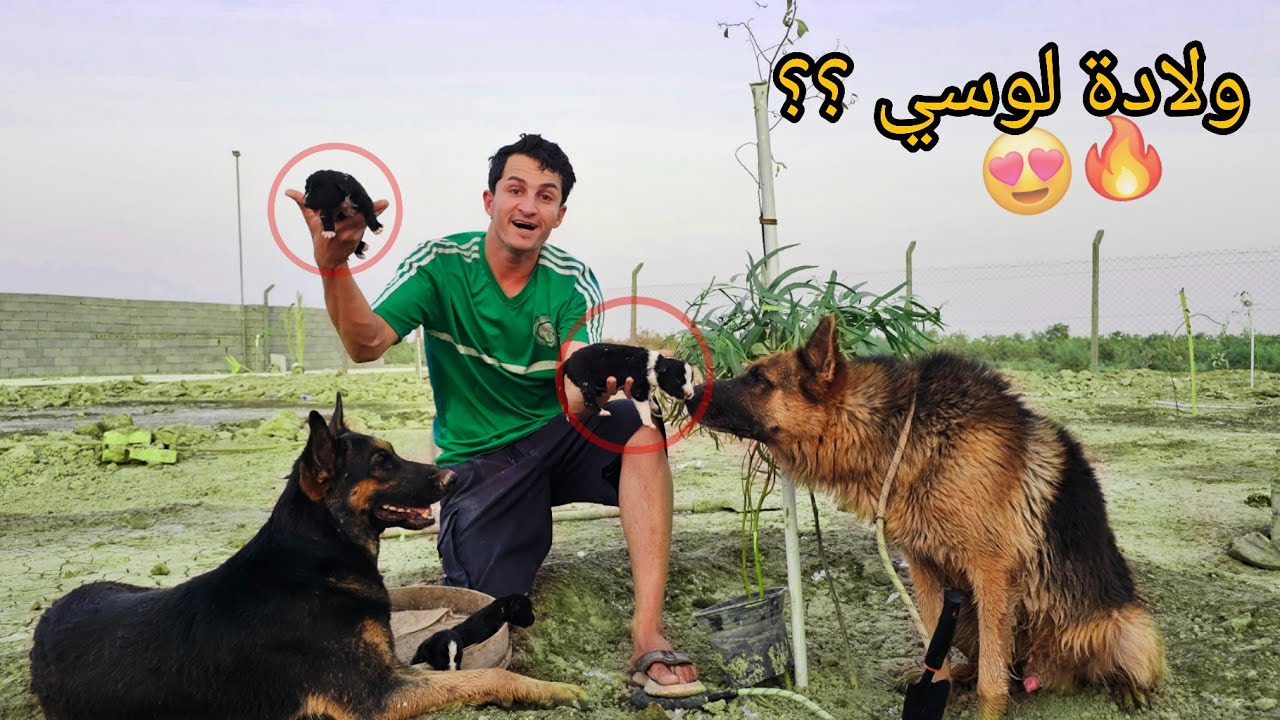 وأخيراً ولادة كلبتي لوسي 😍 زرعت 50 شجرة في المزرعة 🌲