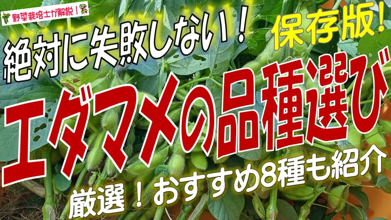 もう迷わない！エダマメの品種の選び方（失敗しない厳選おすすめの8品種を紹介）
