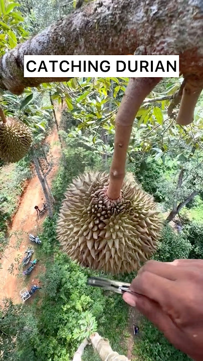 Did you know this is how they collect Durian fruit in Thailand? 🇹🇭🤯  Do you like Durian? 🤷🏽‍♂️