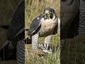 Dünyanın En Hızlı Kuşu: Gökdoğan Şahin’in (Peregrine Falcon) Şok Edici Av Tekniği! 🦅