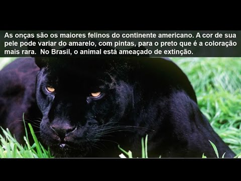 puma no brasil animal