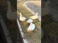 Hungry Ducks Crying for Food 🦆 | Cute Duck Sounds | Funny Duck Moments #shorts