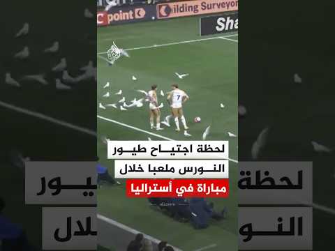 لحظة اجتياح أسراب من طيور النورس ملعبا خلال مباراة بالدوري الأسترالي