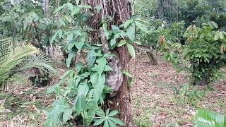 🦥 Sloth Spotted Climbing Tree in Costa Rican Jungle by World by Tomas 28 views 1 month ago 1 minute, 1 second