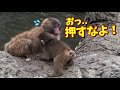 【パンチくん🐵】なぜこうなる?赤ちゃん猿に遊び方を教えていたはずが‥まさかの展開にもはや大パニックになるパンチ💦