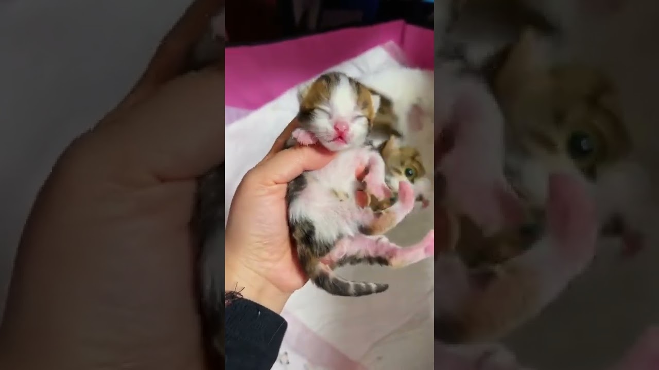 Cats ネコ かわいい猫 おもしろ猫 Cutest Cats Funny Cats 動物 犬 猫 他色々 まとめ動画