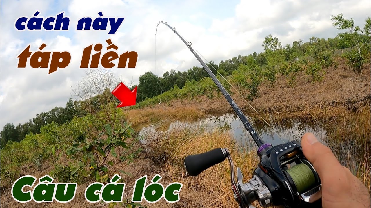Câu Lure Cá Lóc ✅ Cách Này Câu Cá Lóc Bể Mồi Hiệu Quả / Lure Dạo Tân Phước | Tâm Râu Vlog #278