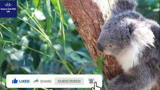 Koala Bear Climbing From One Tree To Another Cute Koala Bear Video