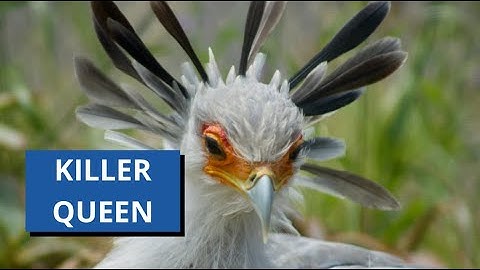 Secretary Birds Are Expert Snake Killers