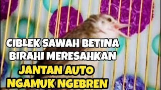 Suara Prenjak Klik BETINA ngesrek birahi memanggil jantan auto ngamuk nembak nembak