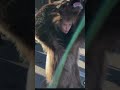 Romania Bears pt 2 #funny #memes #music #bear #cute #shorts #nature IG/romania