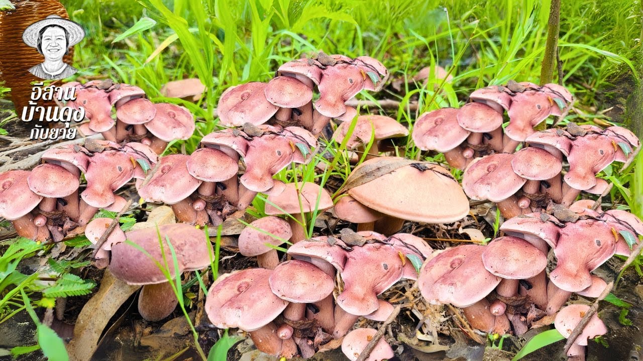 เห็ดเยอะจนต้องร้องว้าว! เก็บเห็ดสุดฟินกลางป่า