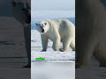 Polar Bear Hunt Ends in Failure