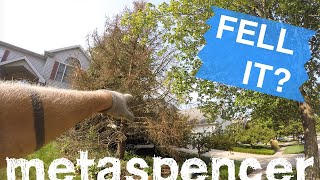 Felling a Dead Pine - Solo Tree Removal Profile
