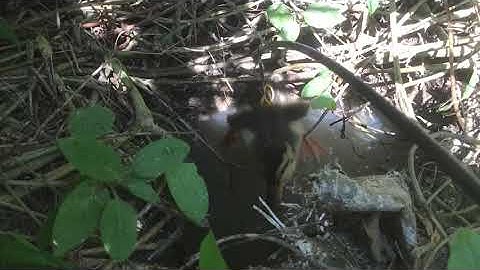 Câu cá lóc bằng vịt ở cái lổ thần thánh p2