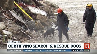 Certifying Search & Rescue Dogs