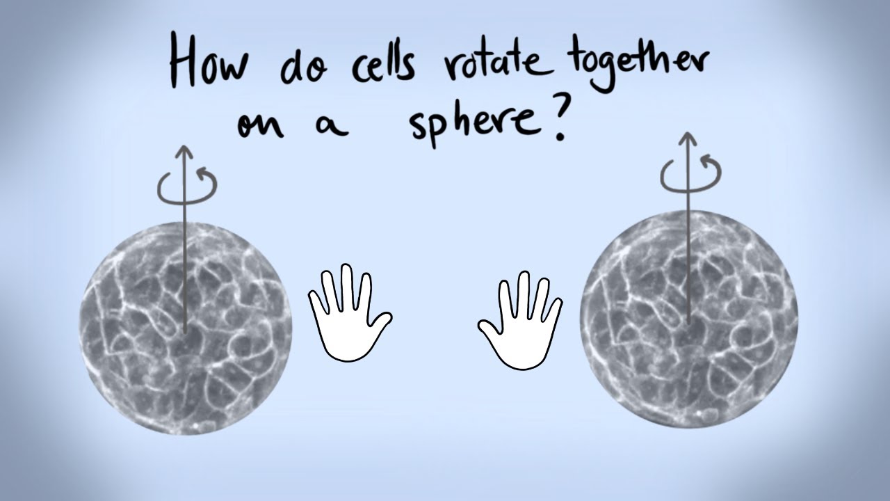 How do cells rotate together on a sphere? - YouTube