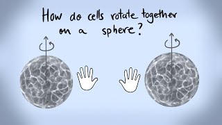 How do cells rotate together on a sphere
