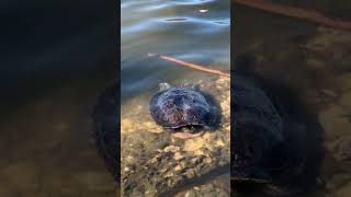 #черепаха перезимувала в озері серед парку в Нью- Йорку #turtle #usa