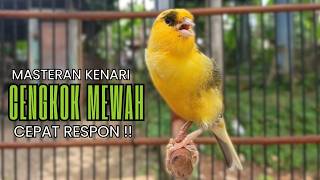 Download lagu Pancingan Kenari Gacor Ngerol EMOSI DURASI Panjang AMPUH Atasi Kenari Macet Langsung Bunyi & Gacorr