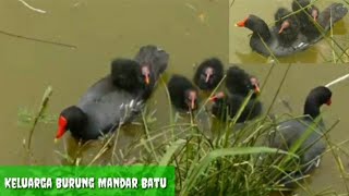 Anak Burung Mandar Batu ini sudah Bisa berenang renang bersama induknya di sungai.. (common moorhen)