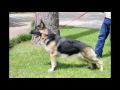 German Shepherds dogs in Houston German Shepherds dogs in Houston