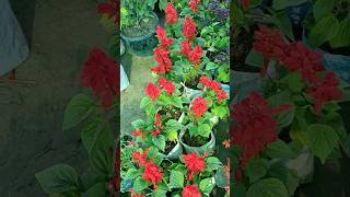 #blooming #bloomseason #garden #bloomdaily #flower @KushwahaNurseryChapra @DrPlants #plants