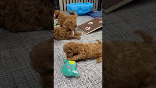 Playtime with our cavapoo puppies  #cavapoopuppy #cavapoolife #cavapoo #cavapoopuppies