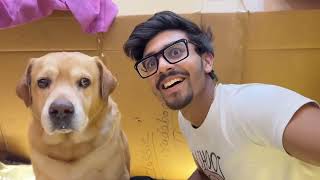 Leo Old Memory #anantrastogi #goldenretriever @AnantRastogi @AnantRastogiVlog 