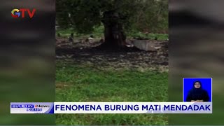 Fenomena Burung Mendadak Mati di Gianyar, Bali #BIS 10/09