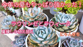 多肉植物】今年の夏もやっぱり強かった！ラウリンゼとラウィータ💪葉