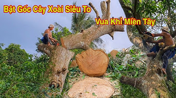 Vua Khỉ Cưa Bật Gốc Cây Xoài  Cát Chu Siêu To Nằm Trong Vườn  Mận Lâu Năm Phần Cuối